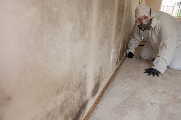 Best Attic Mold Removal  in Greenwood Lake, NY